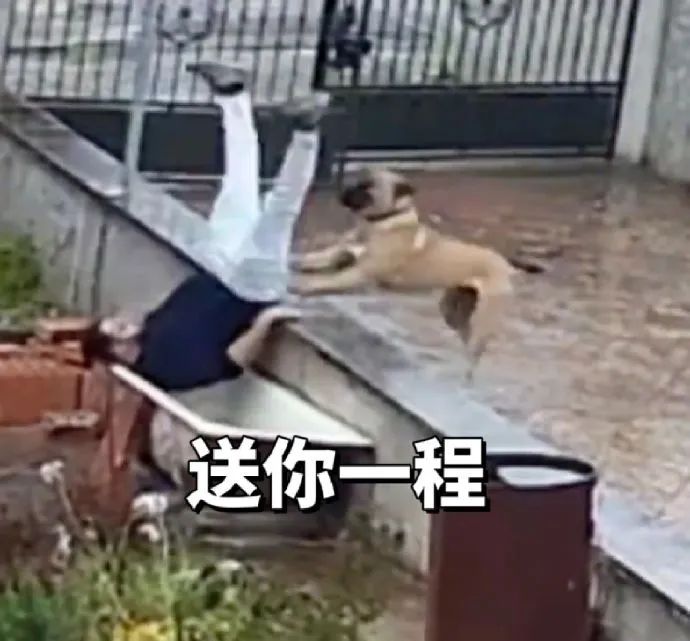 表情包