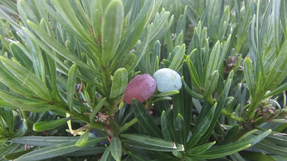 植物果实欣赏：罗汉松果实