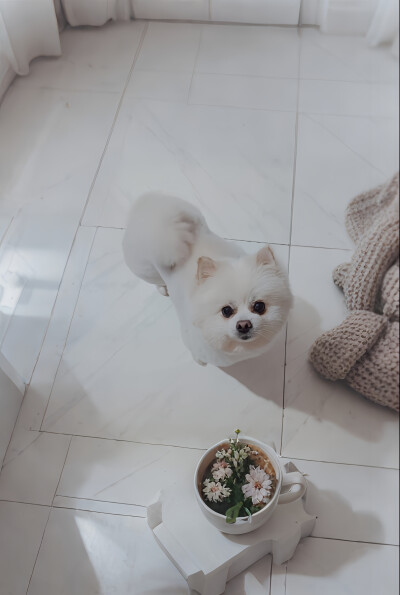 吴唉丽