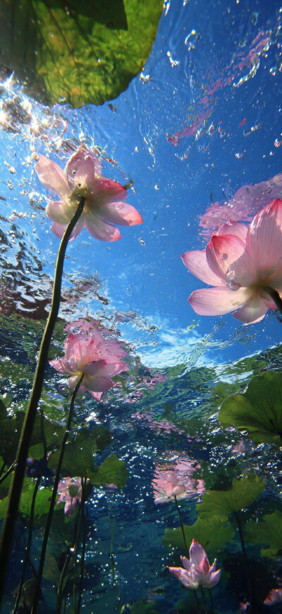荷花壁纸
