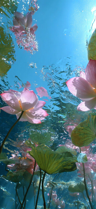 荷花壁纸
