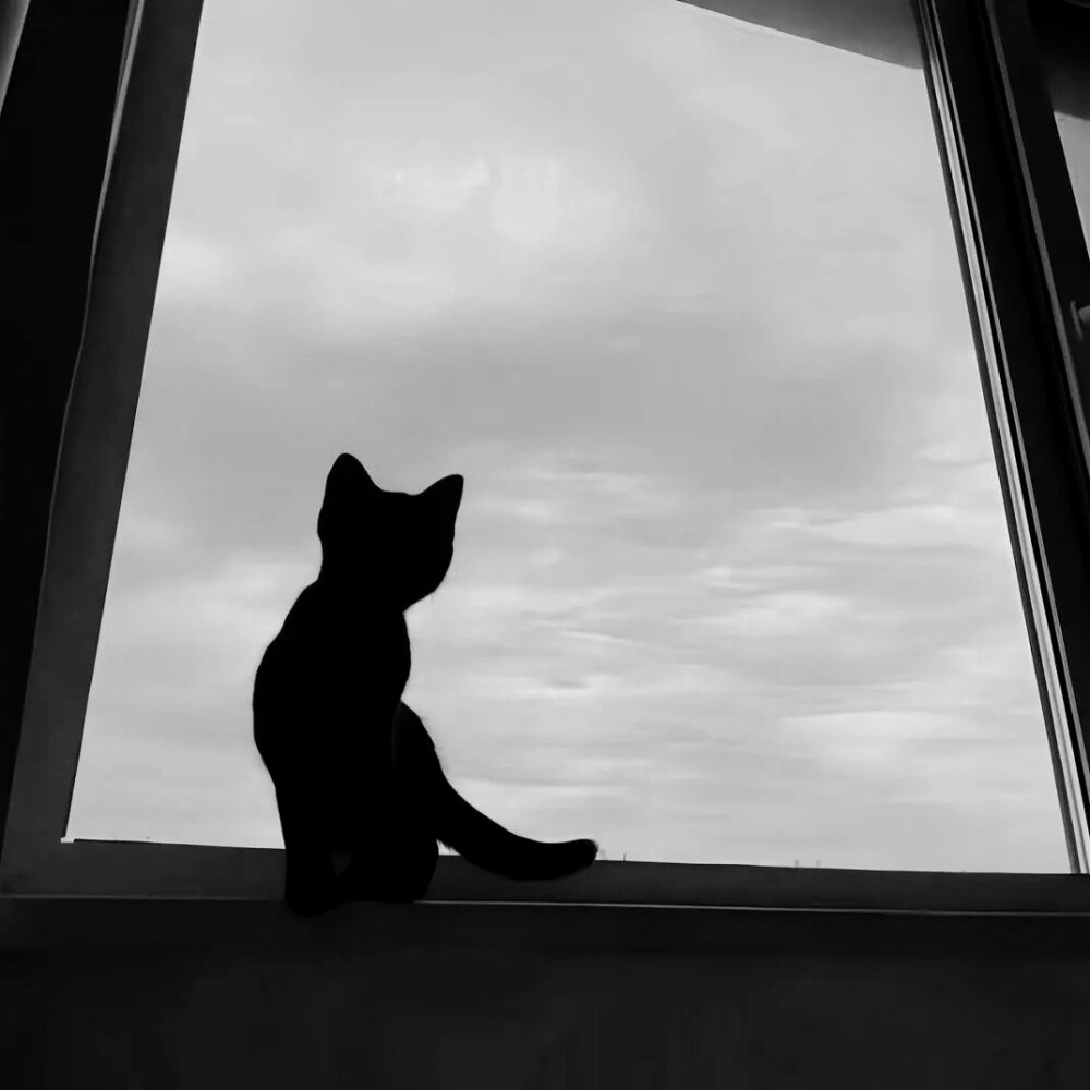 Película rotativa*/转动的胶片、