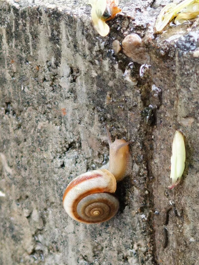 蜗牛