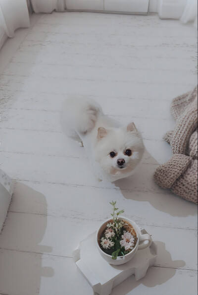 吴唉丽