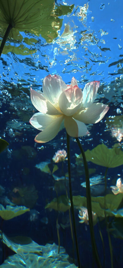 荷花壁纸