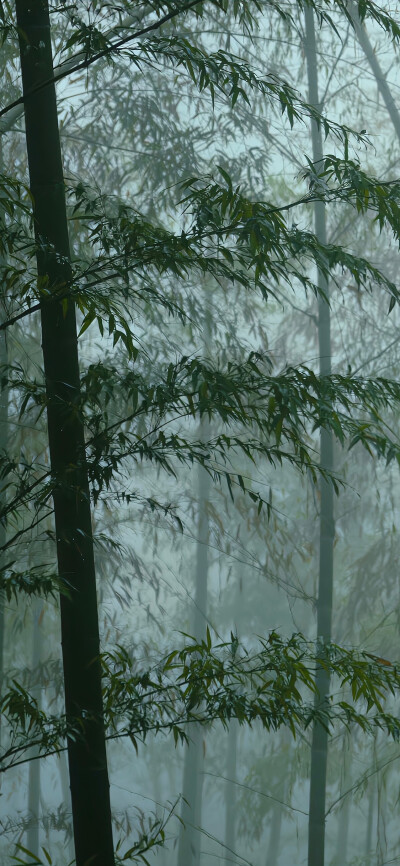 竹林