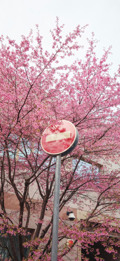 花花壁纸