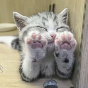 萌物