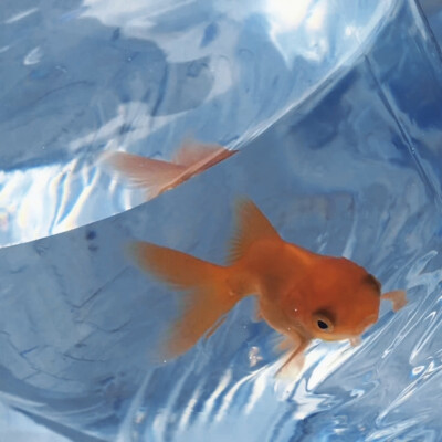 雨伞柄挂着未融化的雪、我们中间隔着叹息的雾