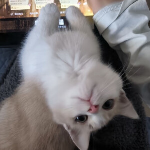 萌物