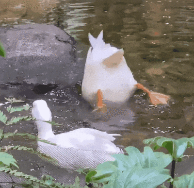 表情包