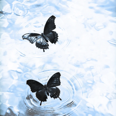 Butterfly in blue valley & "兰谷幽蝶永不停歇的协奏曲"