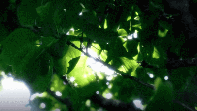 程鑫GIF
