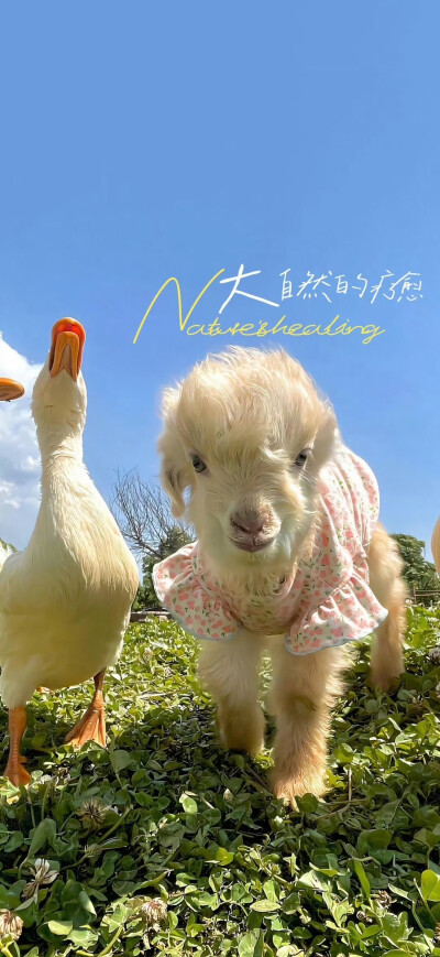 壁纸