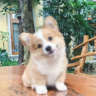 萌宠头像