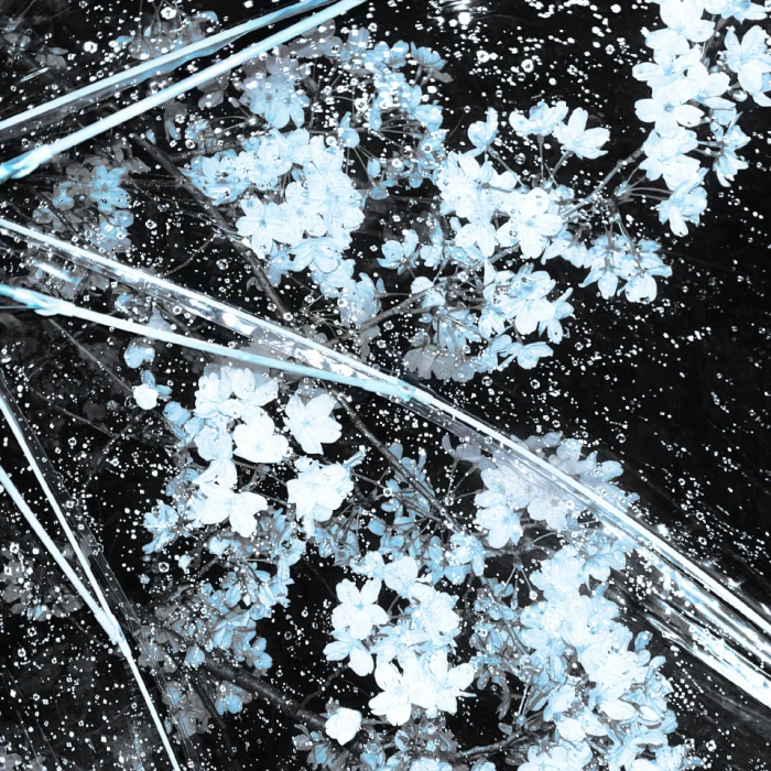 Butterfly in blue valley & "兰谷幽蝶永不停歇的协奏曲"