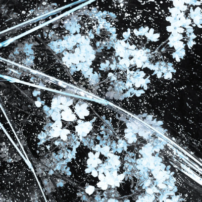 Butterfly in blue valley & "兰谷幽蝶永不停歇的协奏曲"