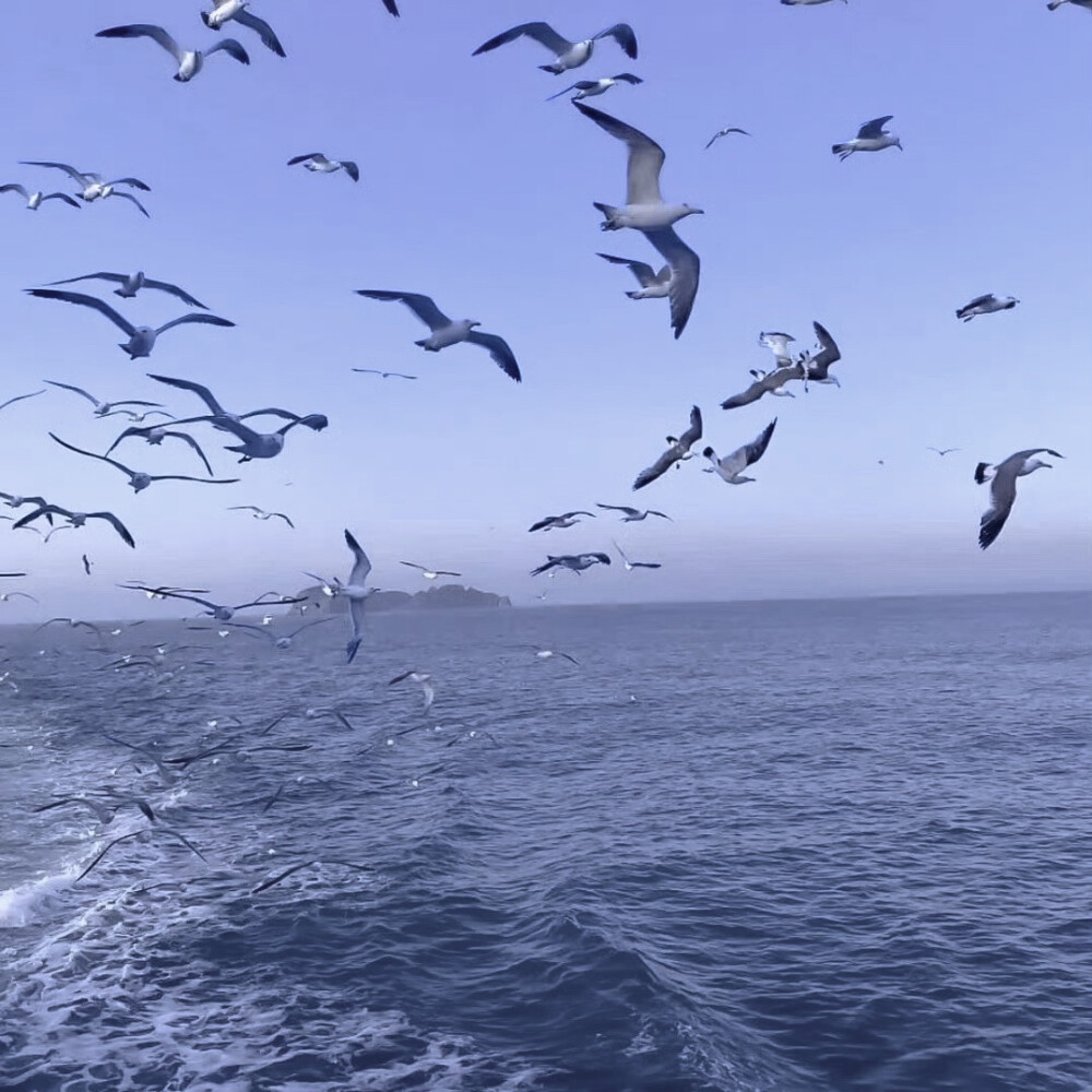 二改注傅芷（已微调