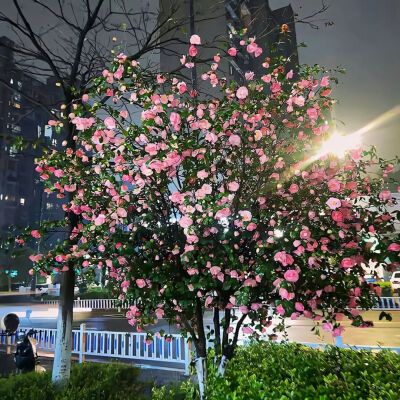 背景图