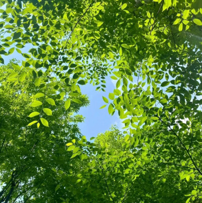 绿色背景图
