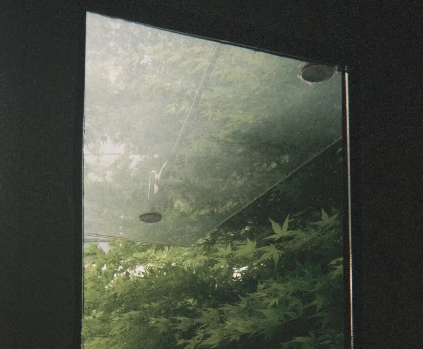 头像 背景 女生 绿色 森系 小众