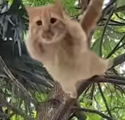 猫猫 搞怪 抽象 头像