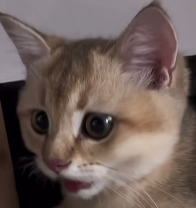 猫猫 搞怪 抽象 头像