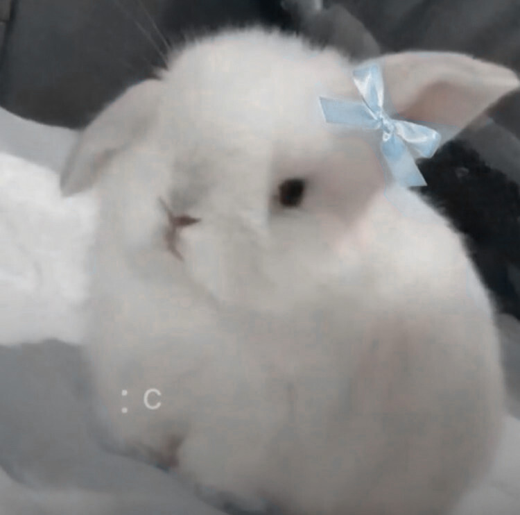 ₍ᐢᓀ ̫ᓂᐢ₎ ₊˚⊹♡ 