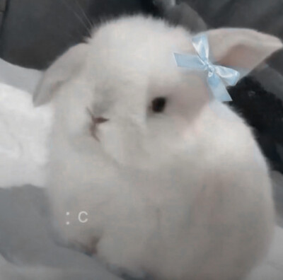 ₍ᐢᓀ ̫ᓂᐢ₎ ₊˚⊹♡ 