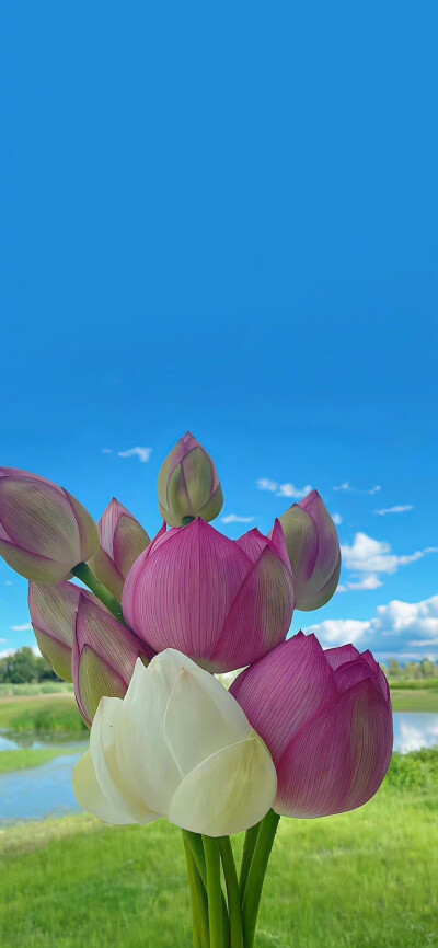 仙境