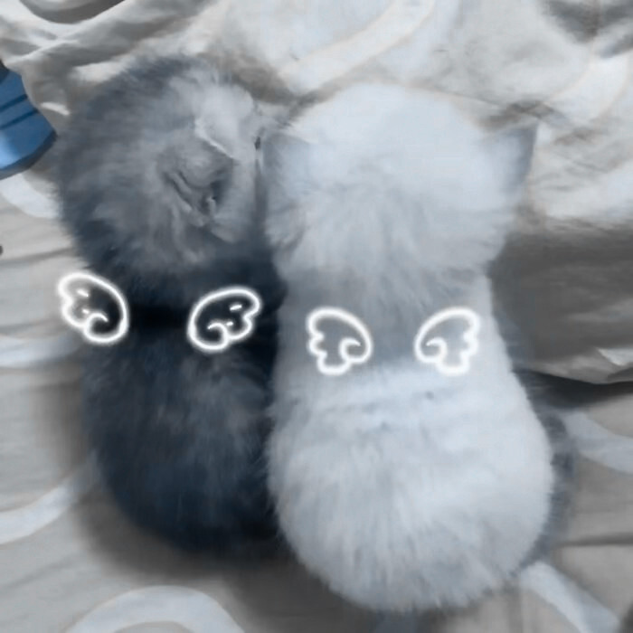 ₍ᐢᓀ ̫ᓂᐢ₎ ₊˚⊹♡ 