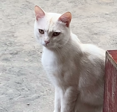 猫猫 搞怪 抽象 头像