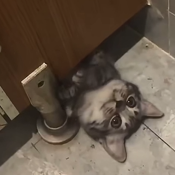 猫猫 搞怪 抽象 头像