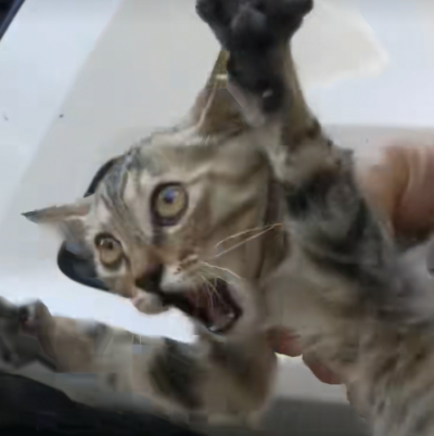 猫猫 搞怪 抽象 头像