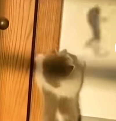 猫猫 搞怪 抽象 头像
