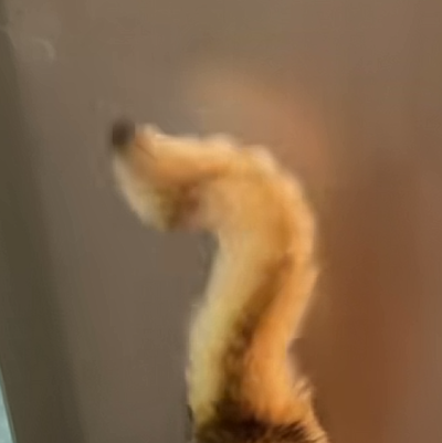 猫猫 搞怪 抽象 头像