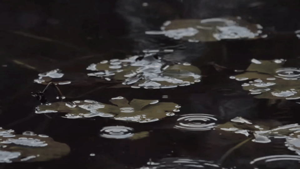 私は、あなたが言う