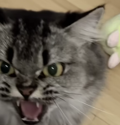 猫猫 搞怪 抽象 头像