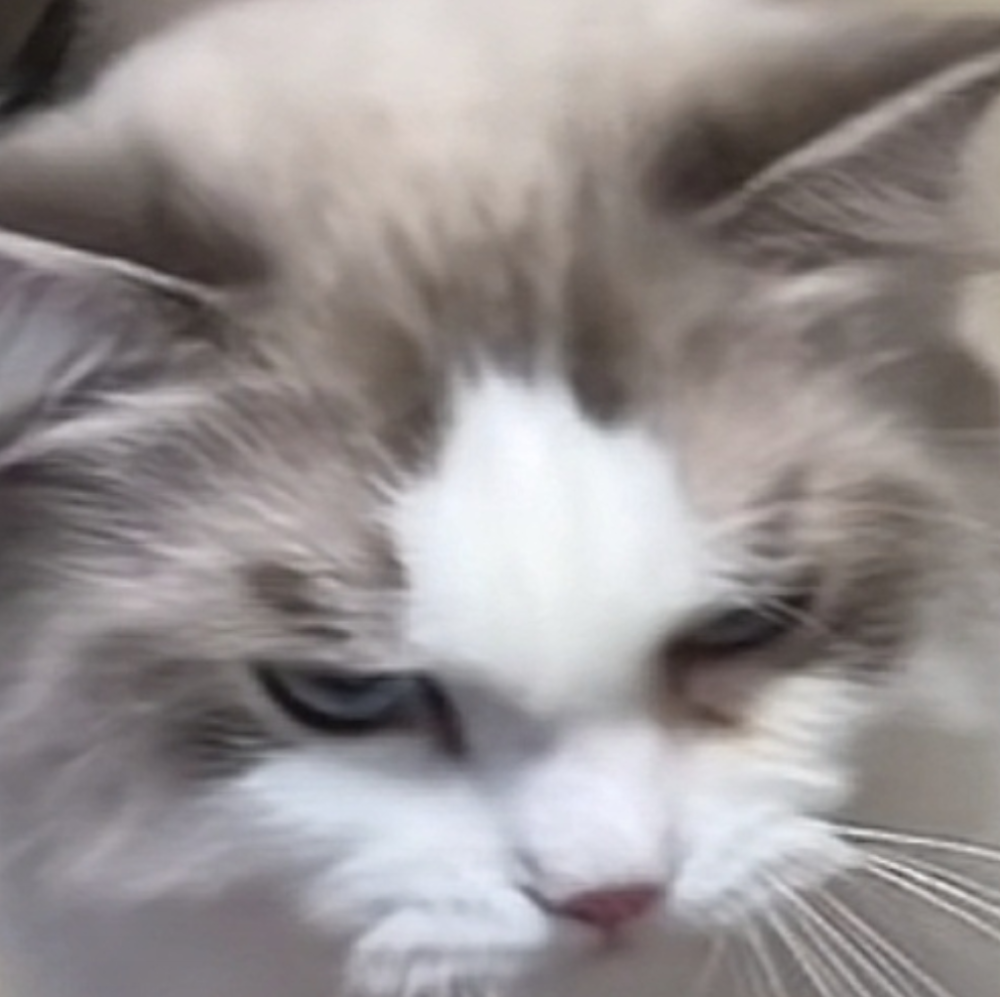 猫猫 搞怪 抽象 头像