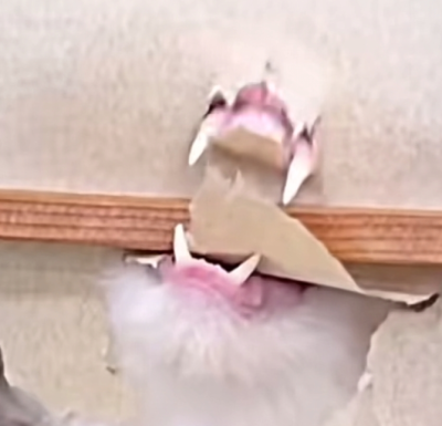 猫猫 搞怪 抽象 头像