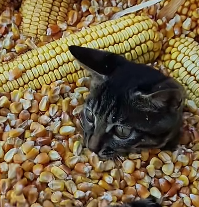 猫猫 搞怪 抽象 头像