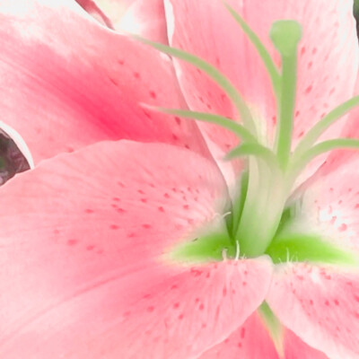 红心芭乐