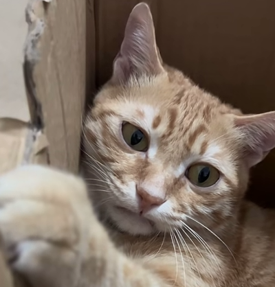 猫猫 搞怪 抽象 头像