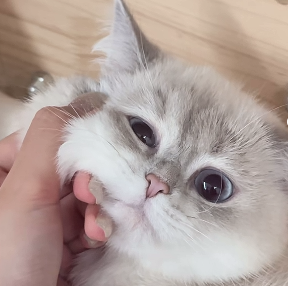 猫猫 搞怪 抽象 头像