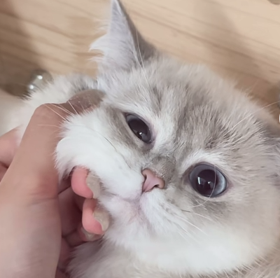 猫猫 搞怪 抽象 头像