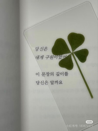 古早四叶草壁纸