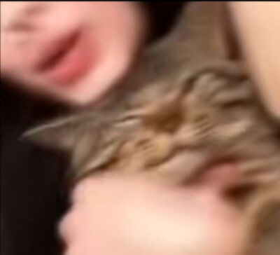 猫猫 搞怪 抽象 头像