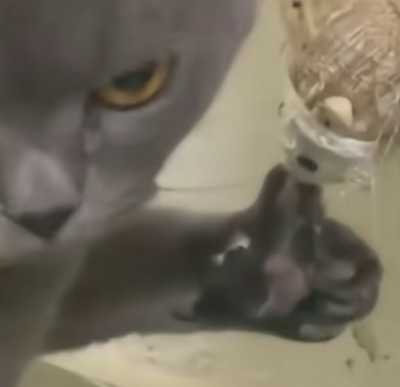 猫猫 搞怪 抽象 头像