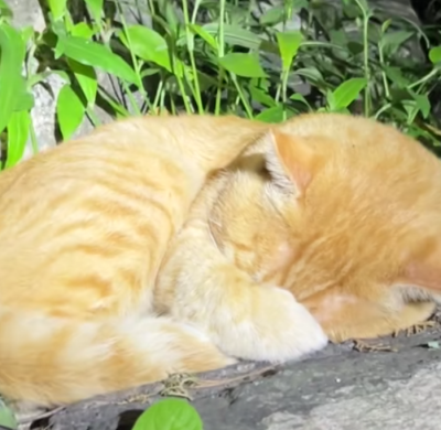 猫猫 搞怪 抽象 头像