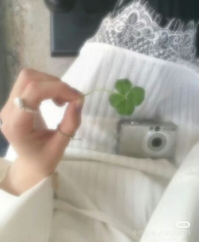 古早四叶草壁纸